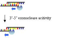 Antibodies for Hot Start PCR - TOYOBO USA